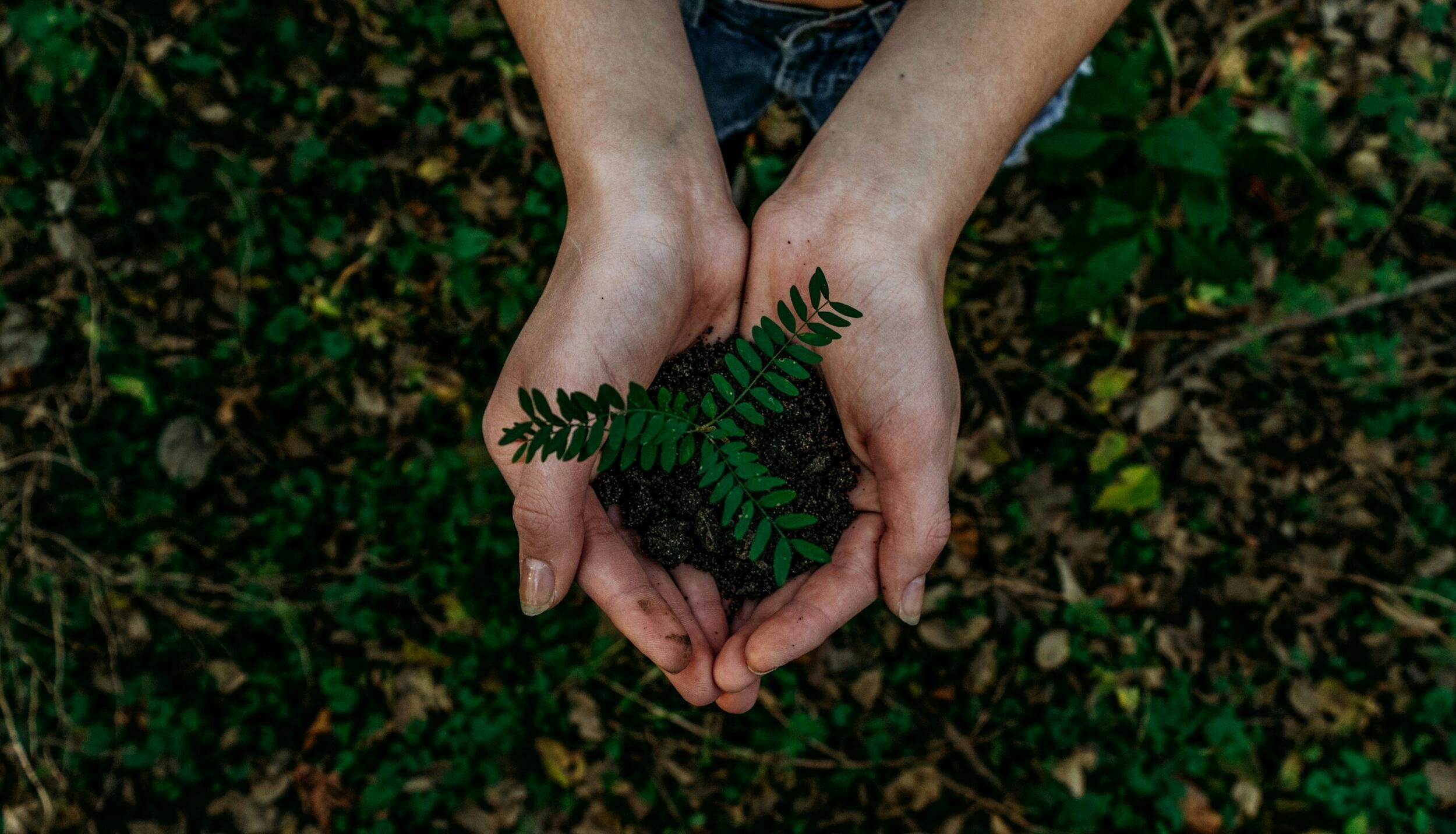 Nazaré mantém certificação de Eco-Agrupamento 